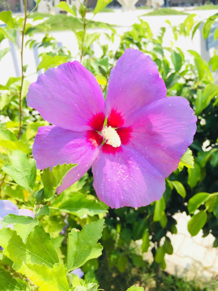 China rose