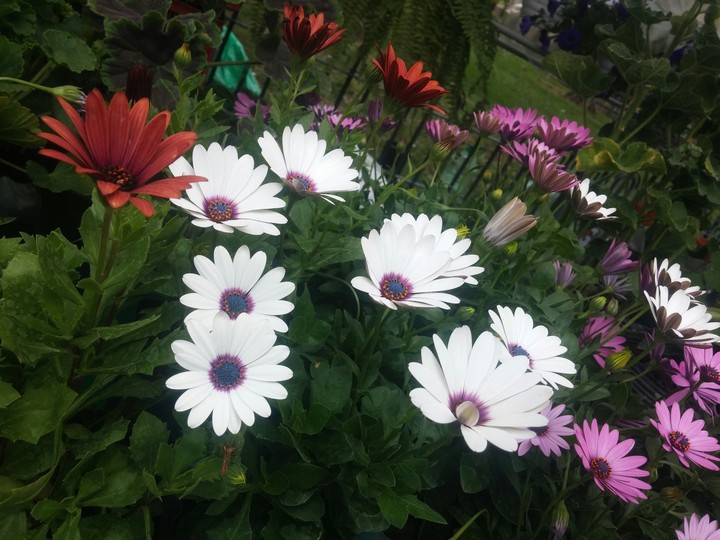flowers white