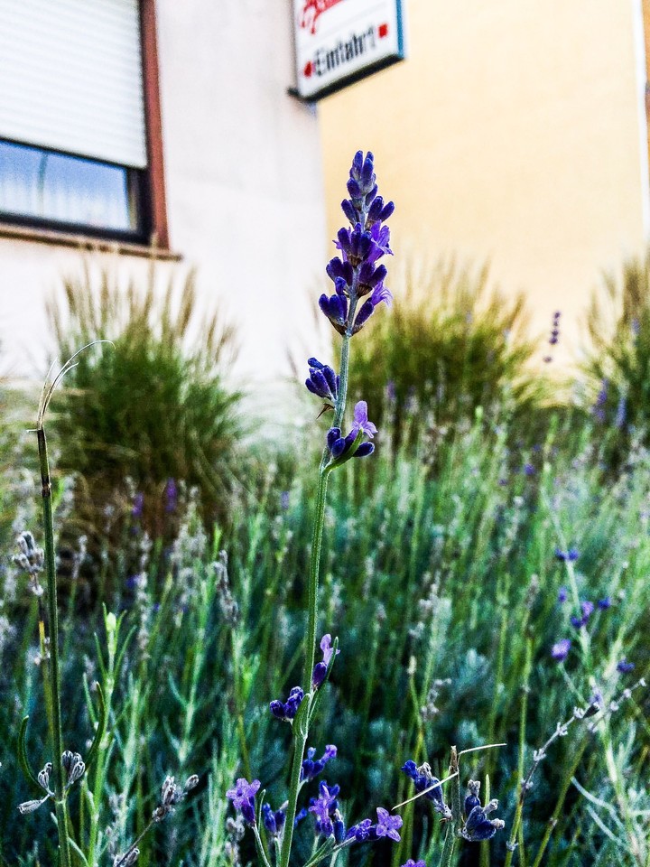 Purple Flower