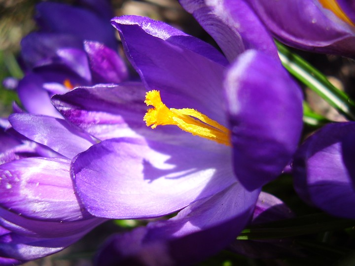 Crocus vernus