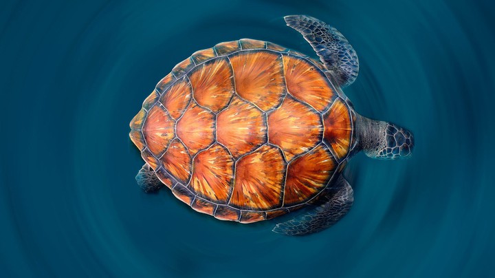 turtle