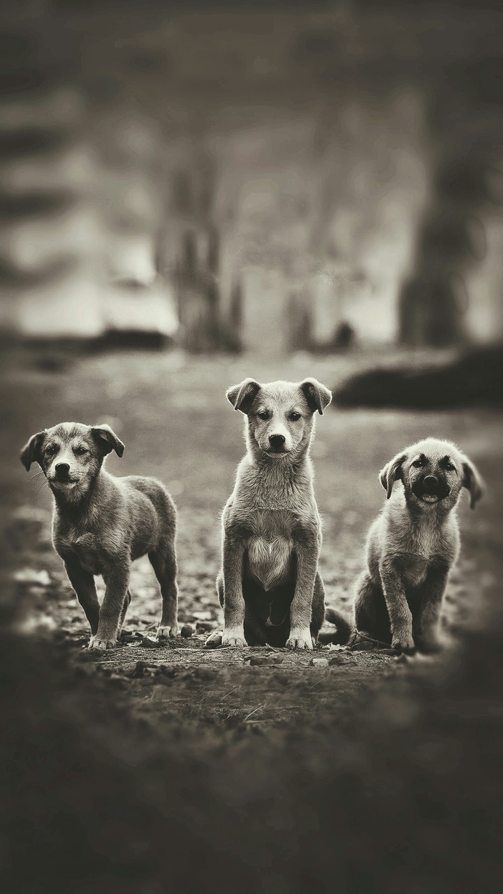 three warriors.