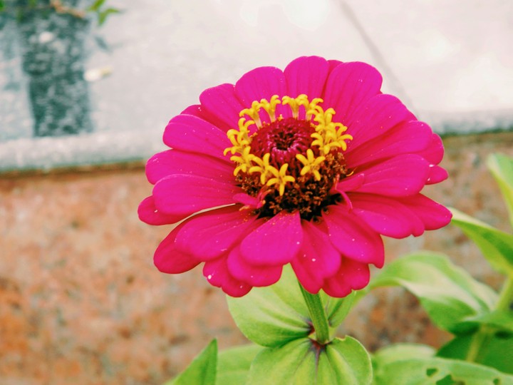 flower