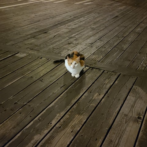 고양이