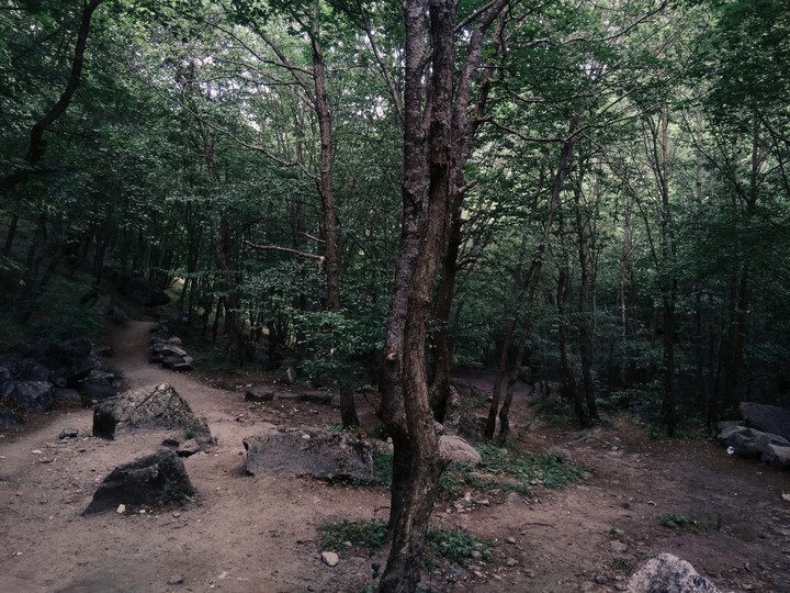 Arasbaran Forest