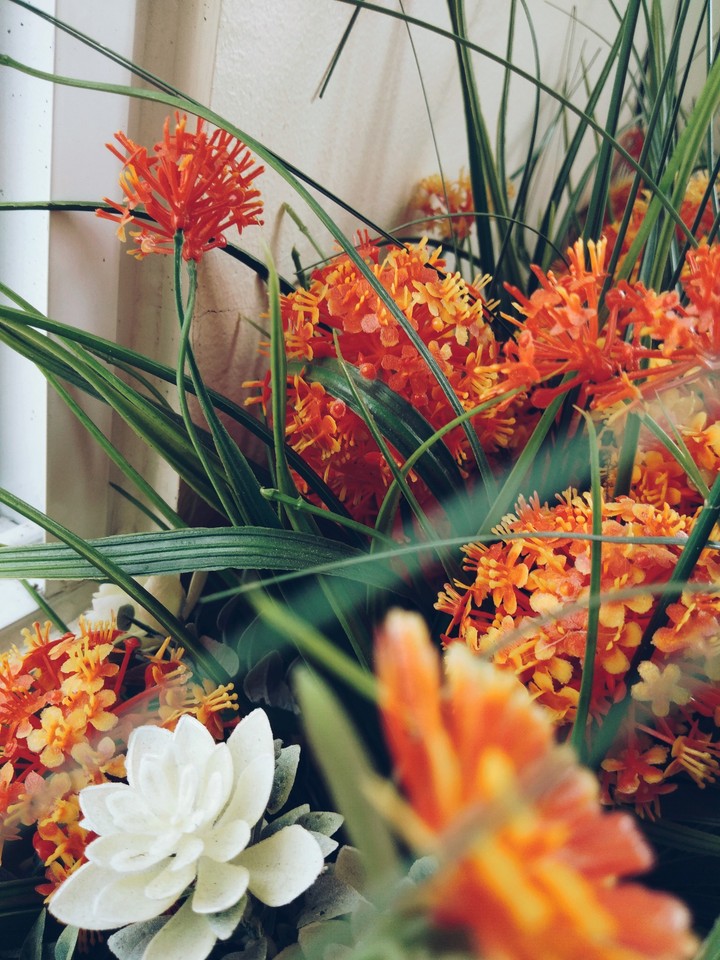 Orange flowers