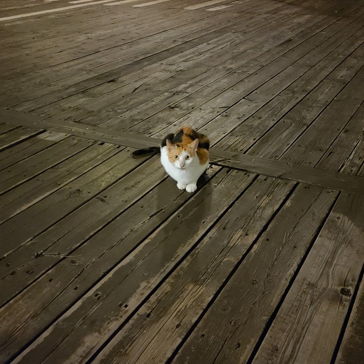 고양이