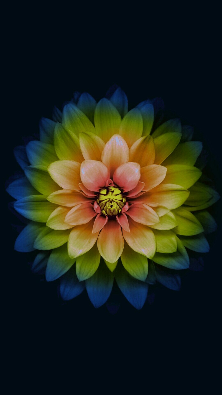 Multicolor flower