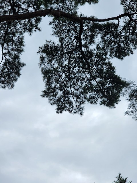 cloud, branch wallpapers