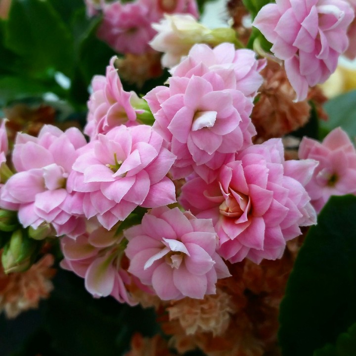 Pink flowers 
