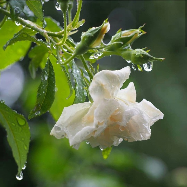 Roses