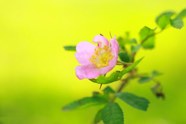 Wild Rose