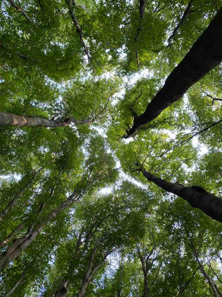 Wald