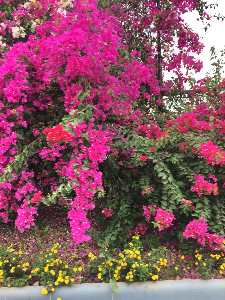 Floral awakening