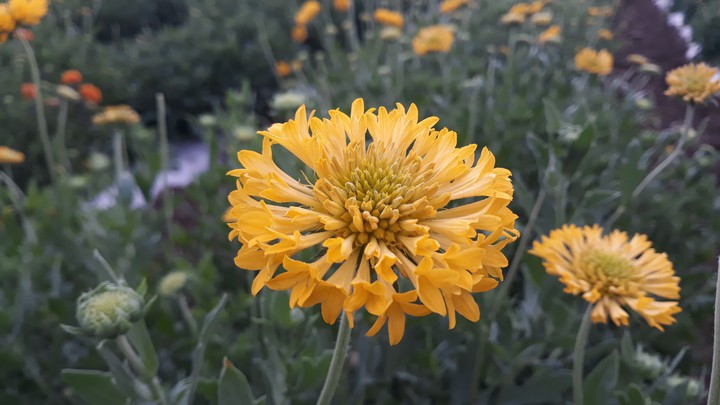 flower