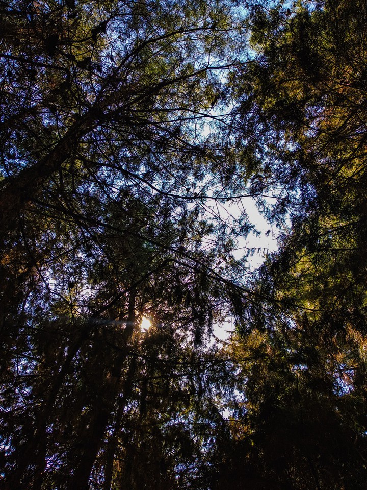 sun through the foliage