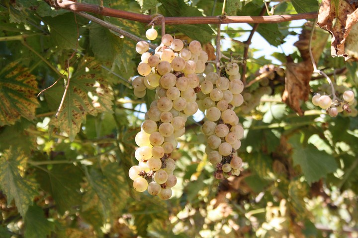 Grapes