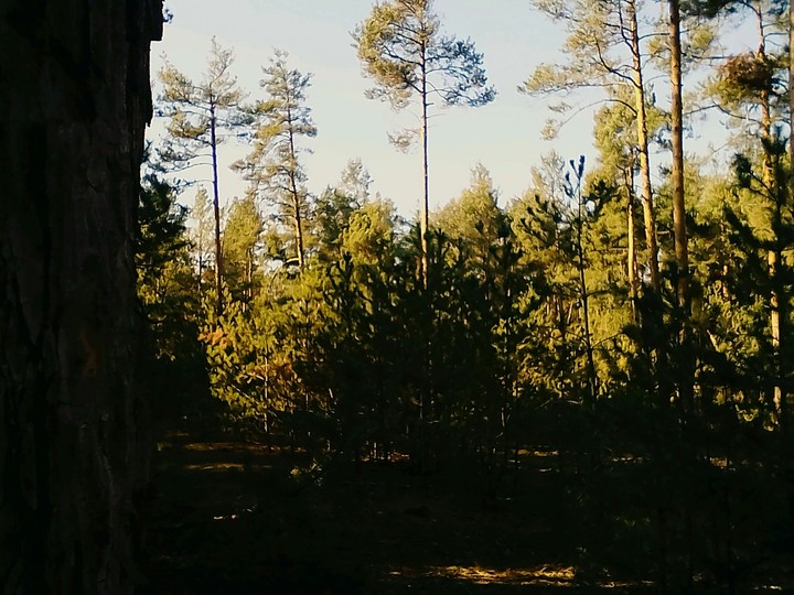 Forest