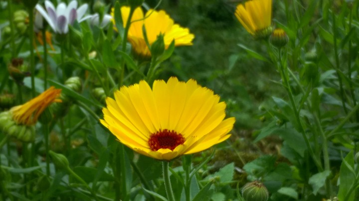 flowers