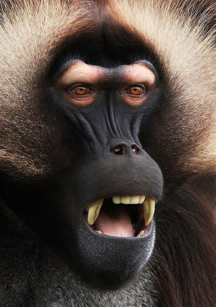 Up Close with the Gelada