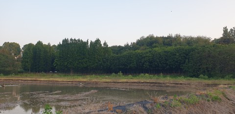 plain, conifers háttérképek