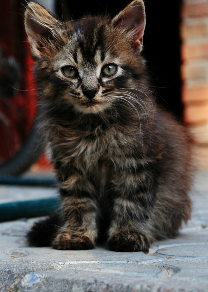 cat
