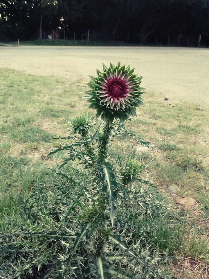 flor
