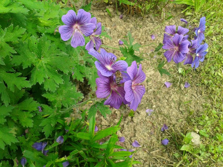 Flowers
