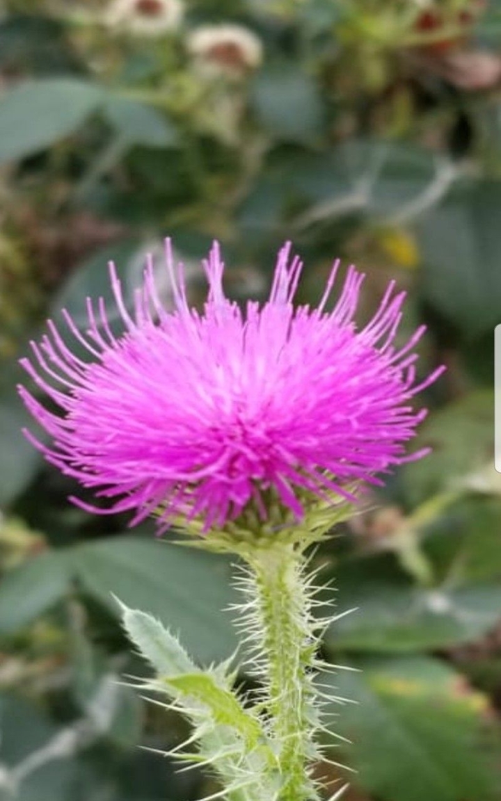 flawer ..flor cilbestre en ..Canadà..??