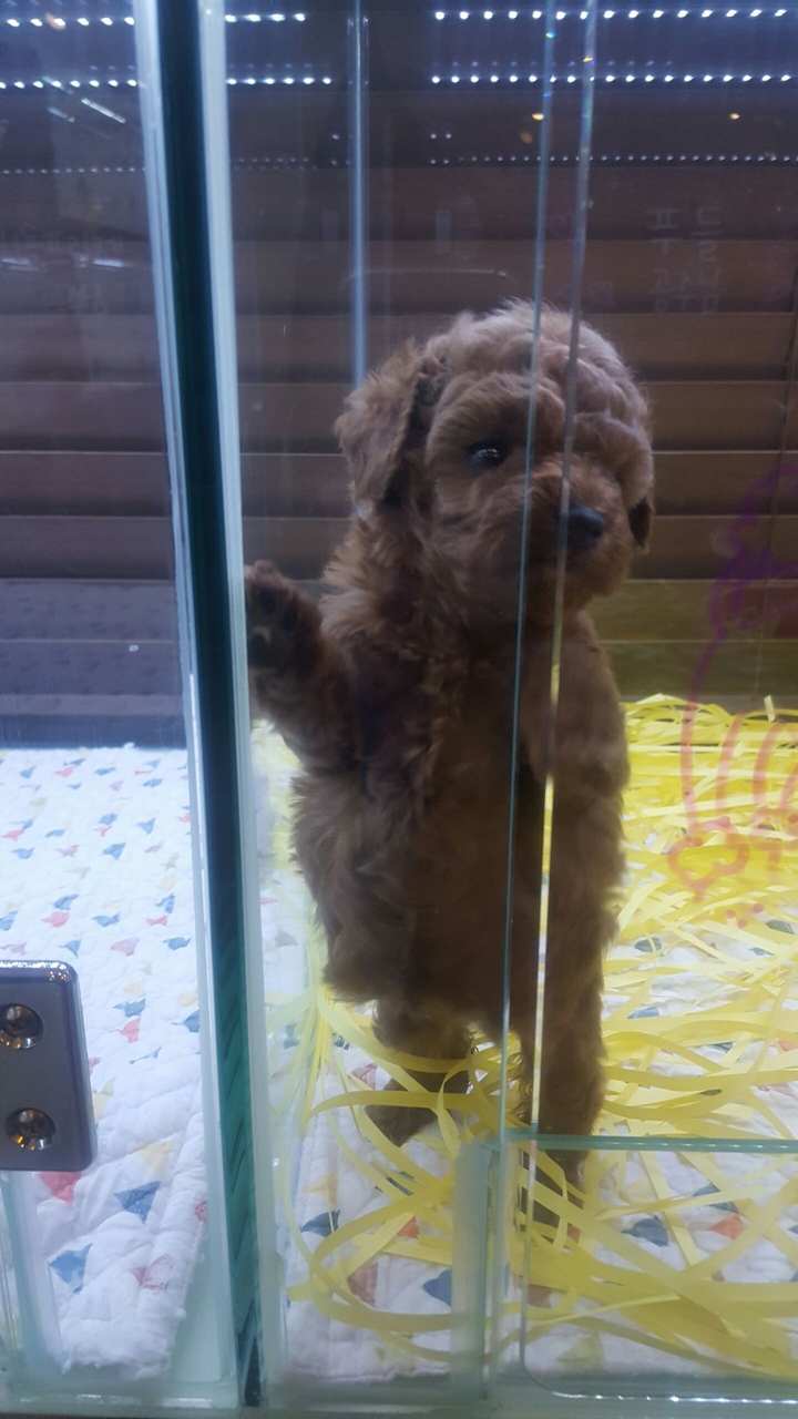 Cute puppy