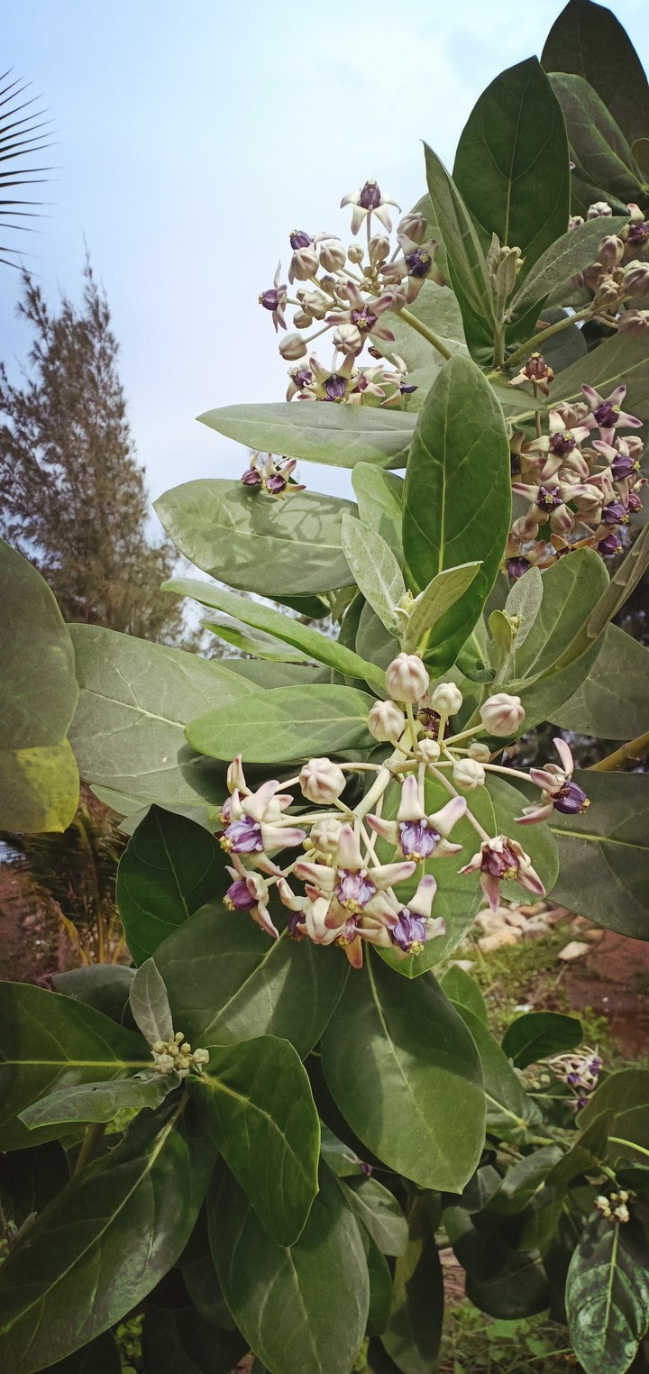 hoa dại