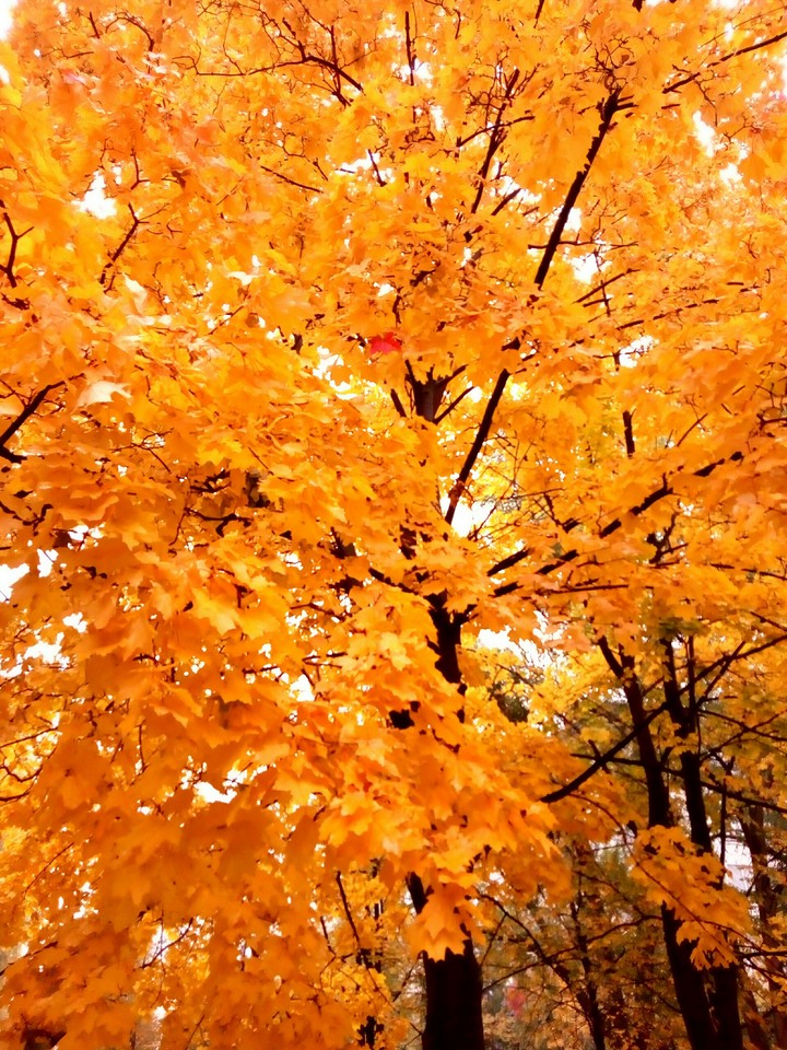 autumn