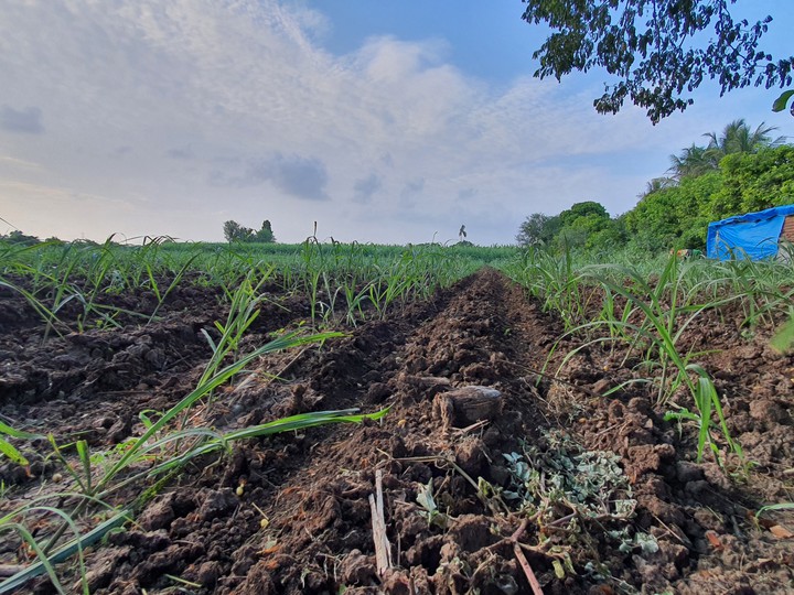field