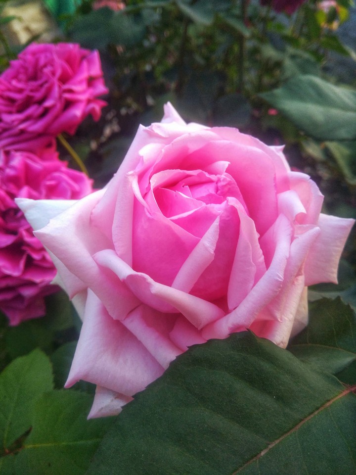 ❤️❤️❤️ FOR YOU ❤️❤️❤️