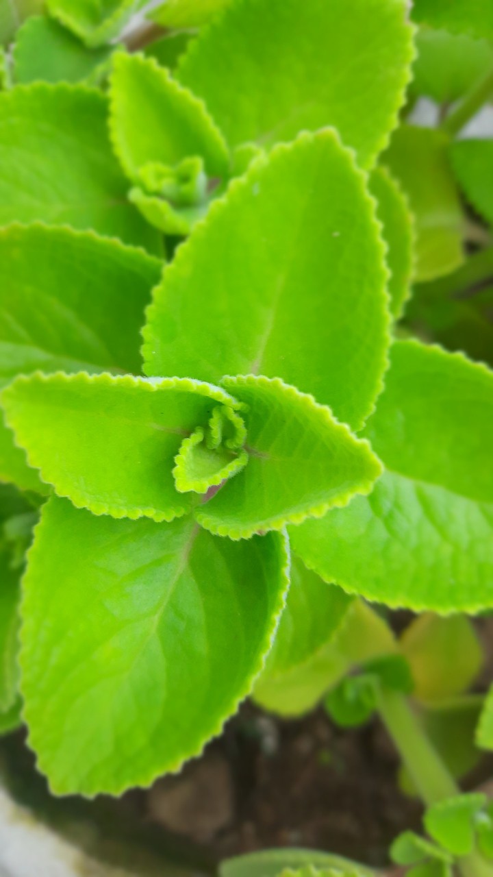greeeen