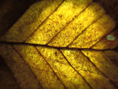 macro #3