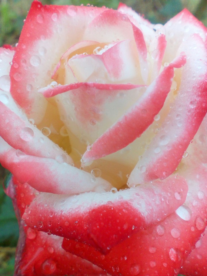 ❤rose❤