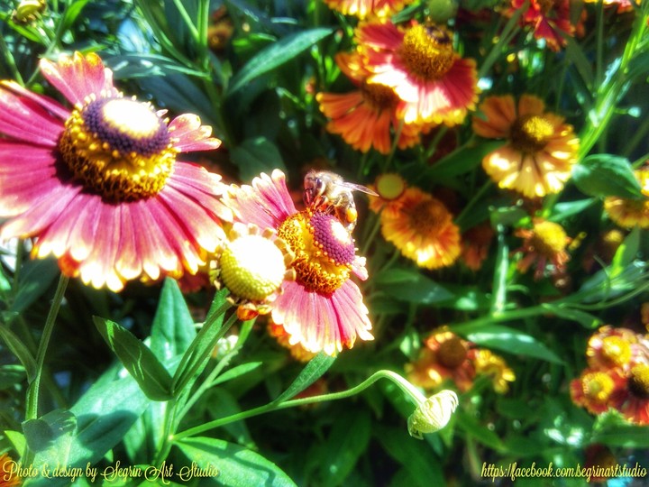 Bee on the flower