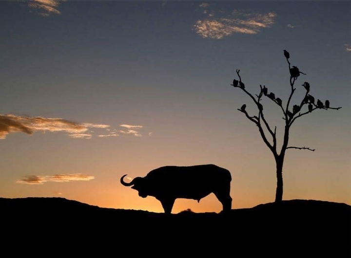 A Bull