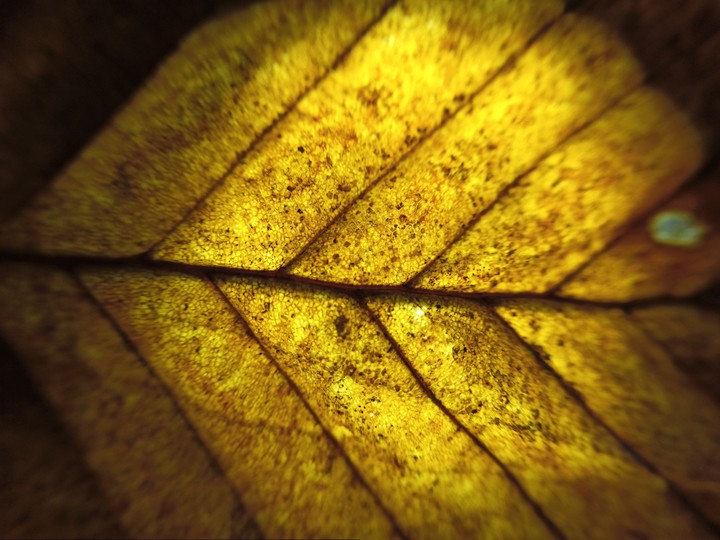 macro #3