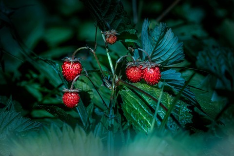fondos de pantalla food, strawberry