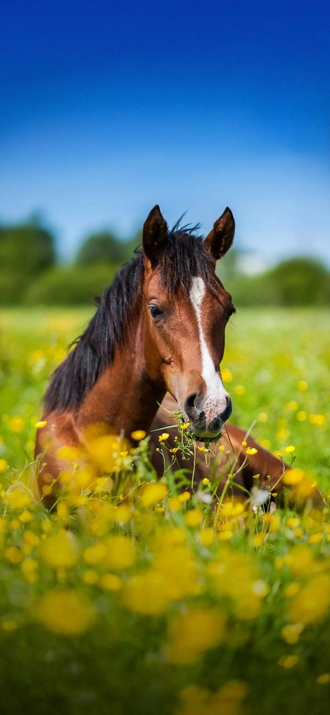 тапети meadow, vertebrate