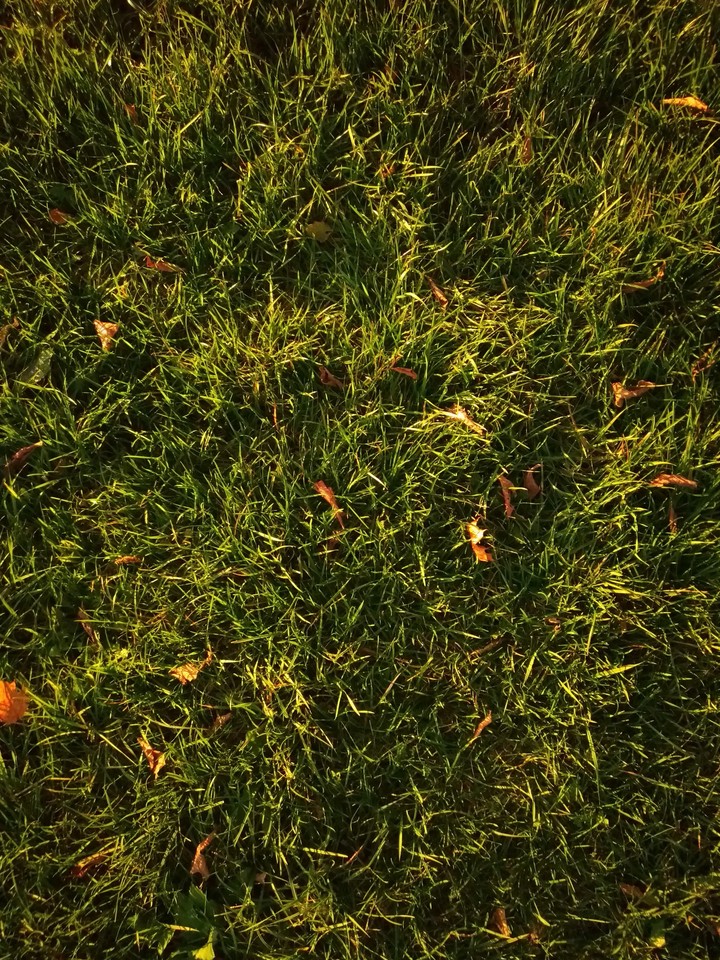 Lawn
