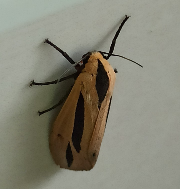 pink and black striped Moth