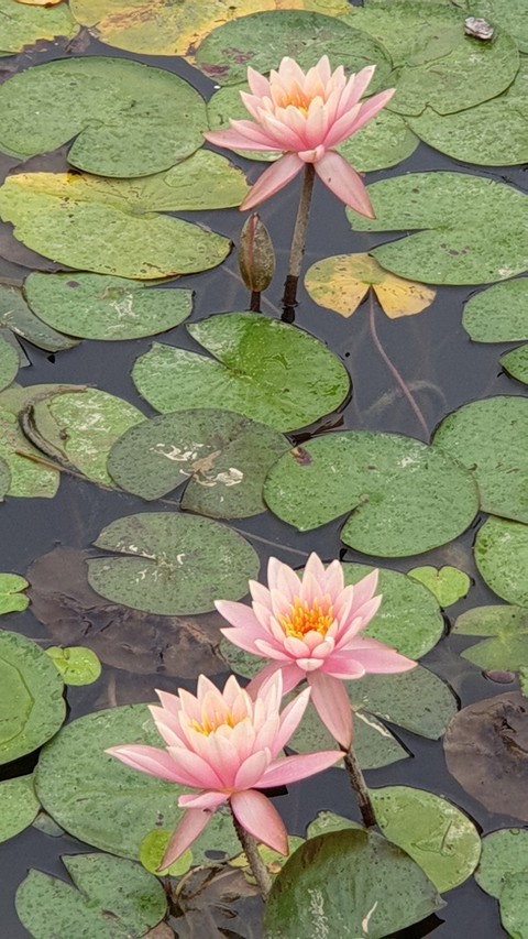 수련