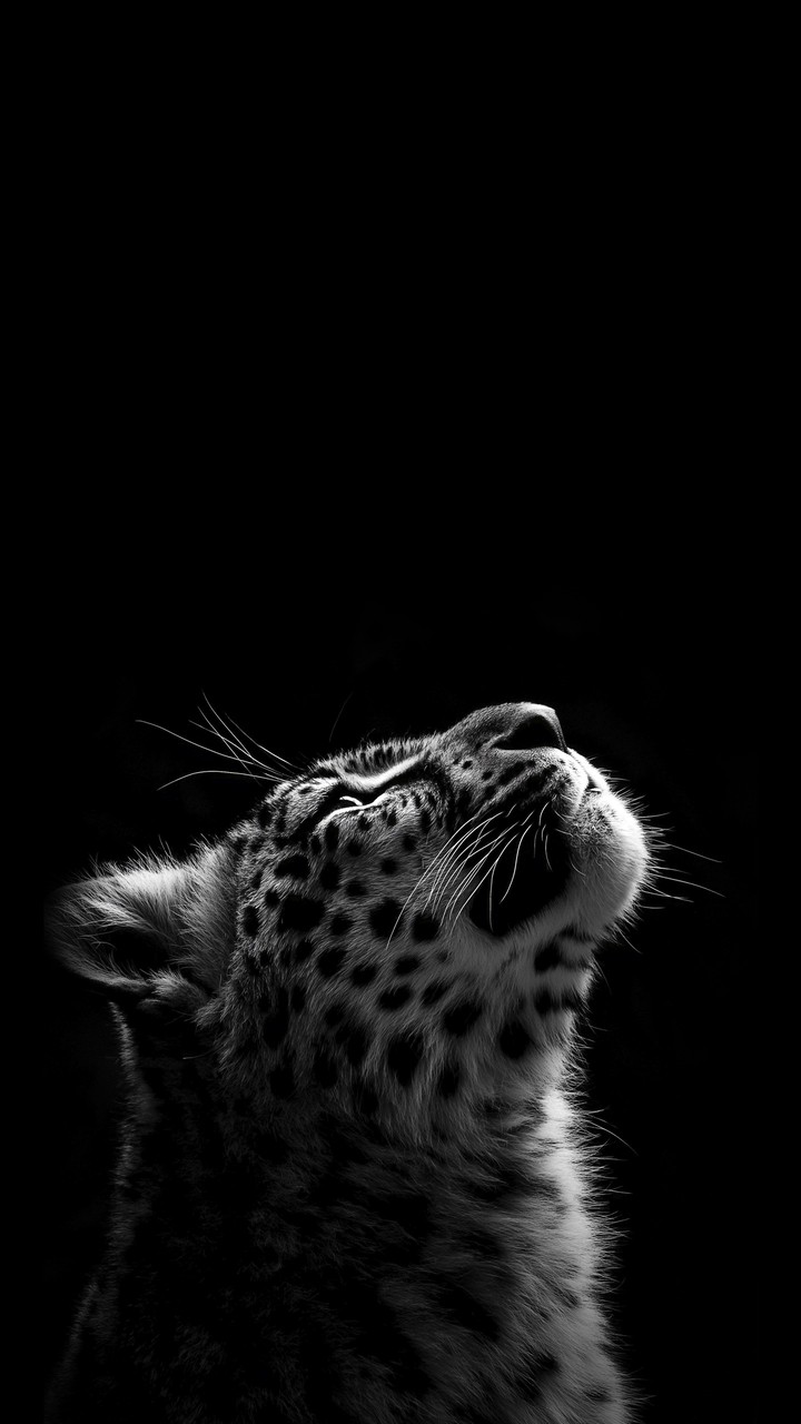 panthera, felidae háttérképek