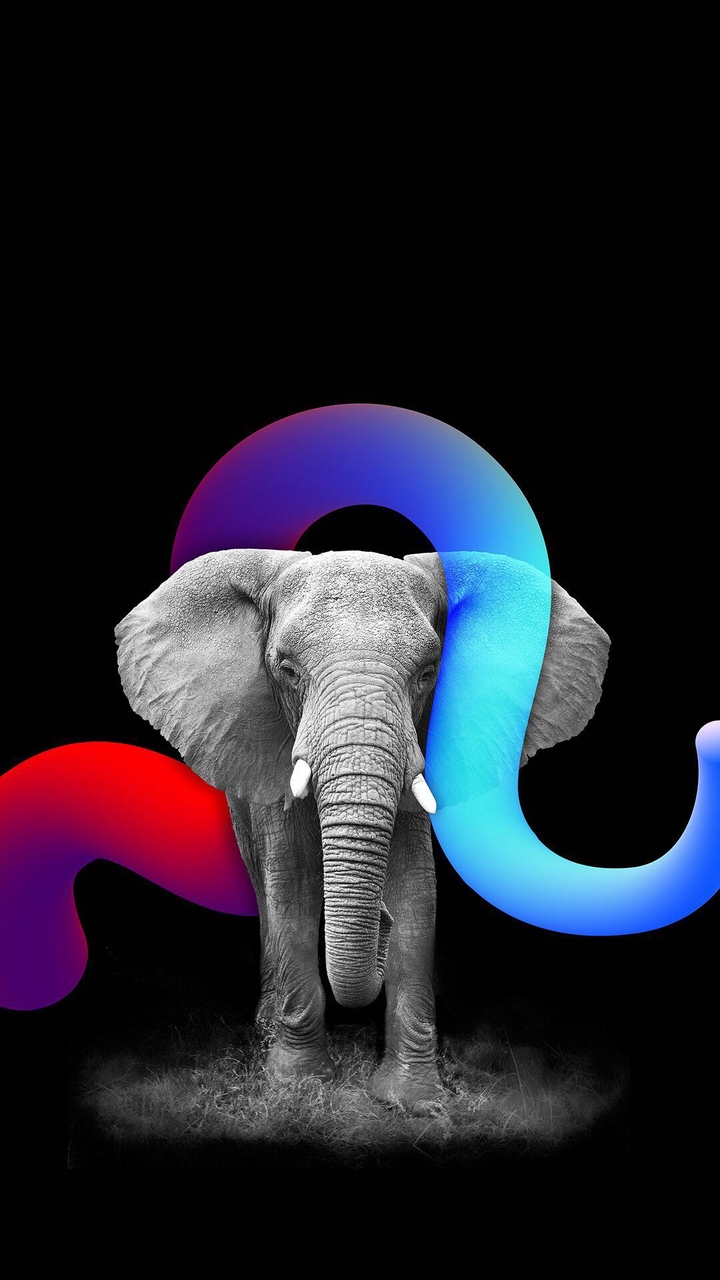 elephant 