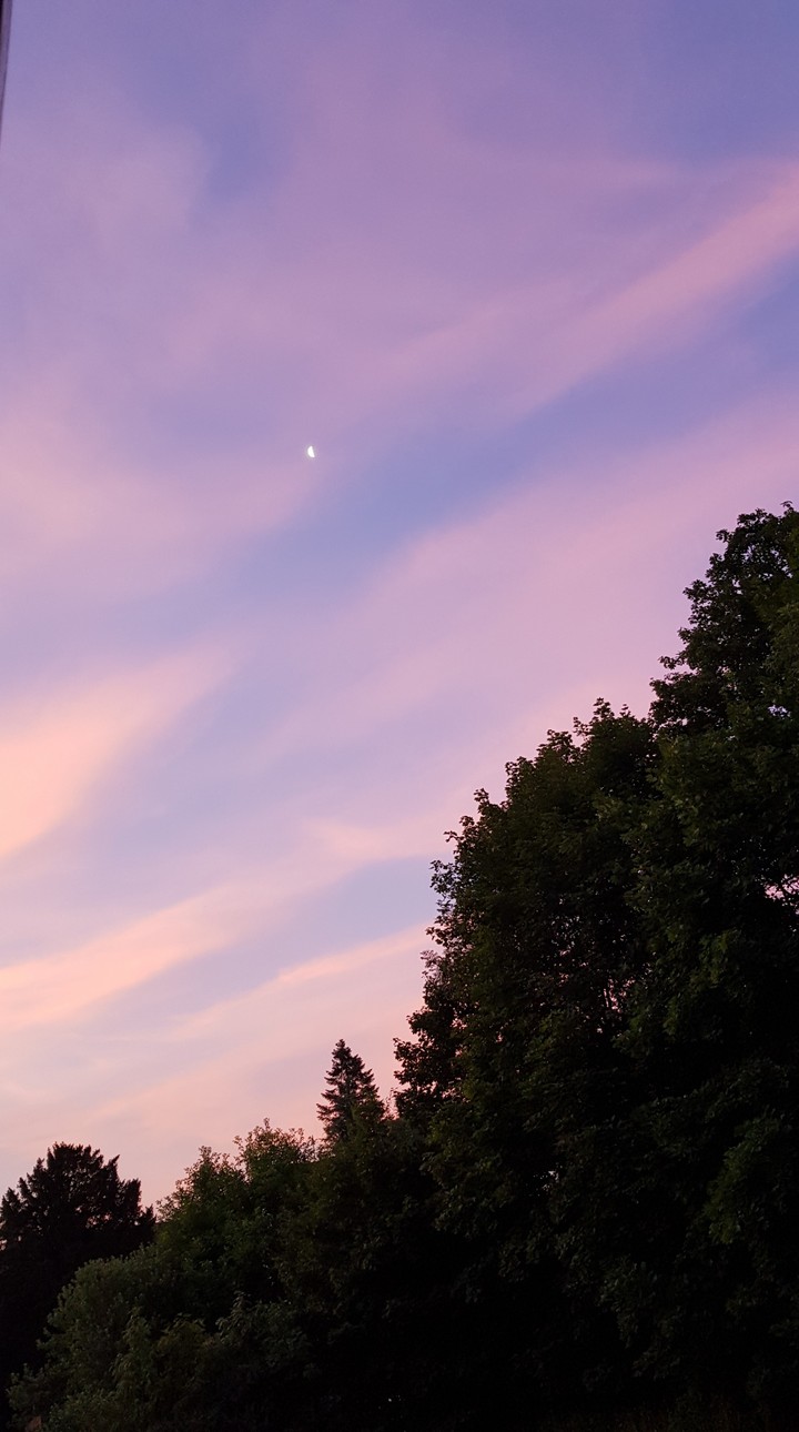 Sunrise in the Trees