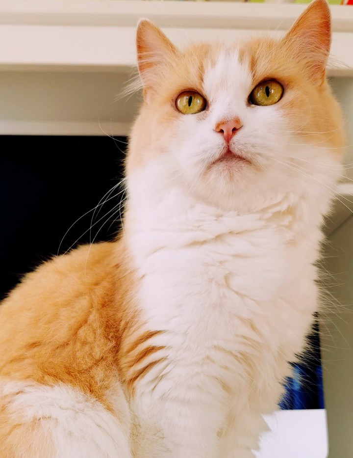 my cat