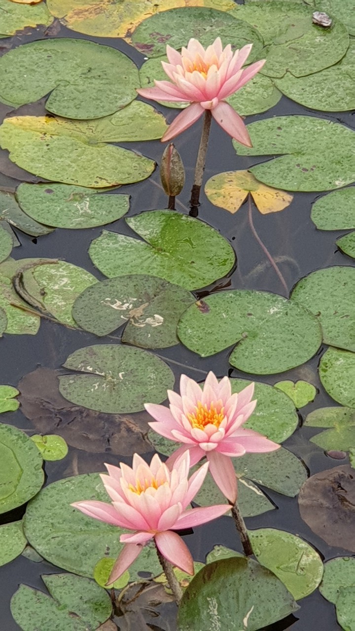 수련